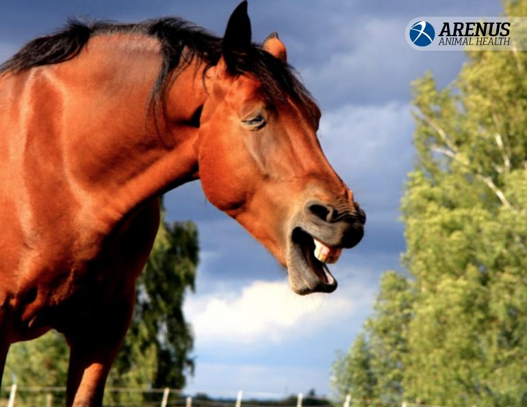 supplements equine asthma, equine asthma steroids, equine asthma treatments, signs of horse asthma, Aleira Respiratory and Immune Support for Horses, Arenus Animal Health