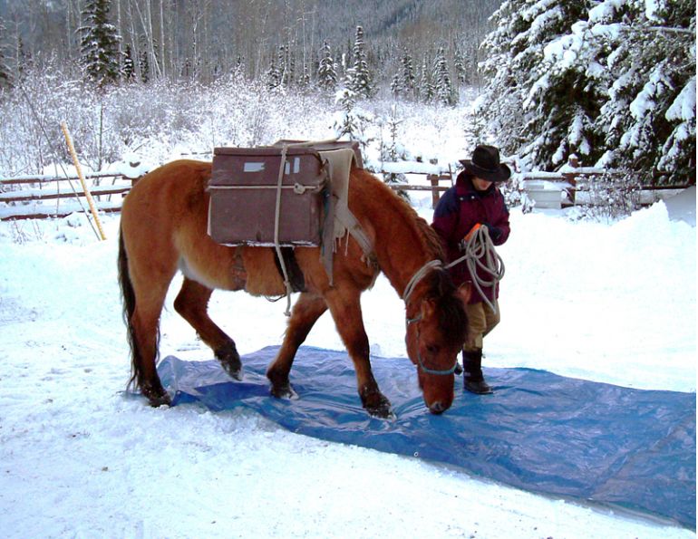 Stan Walchuk Jr, horse trail riding safety tips, Choosing Trail Horse, trail riding