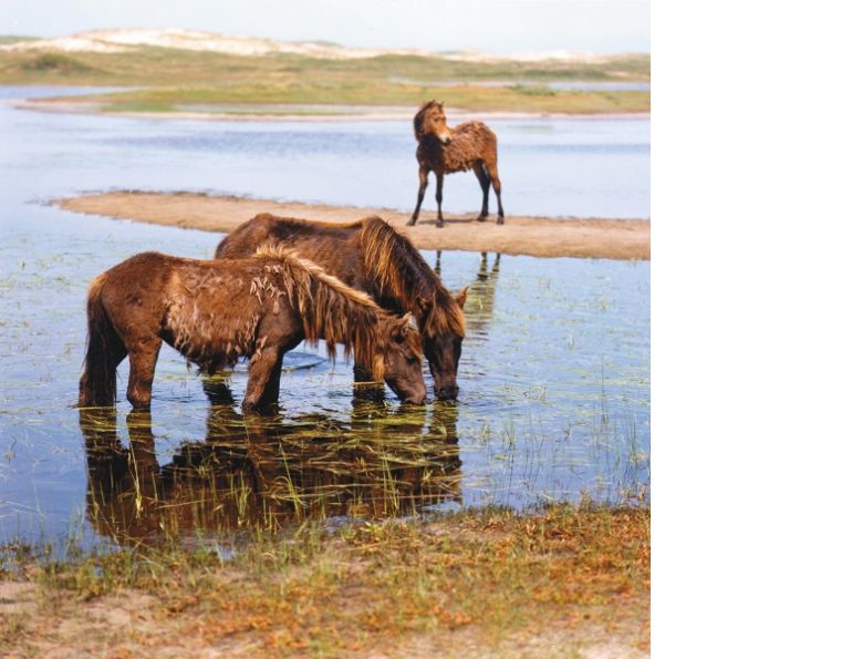 Sable Island Horses Drug-Resistant Bacteria wcvm research horse dr joe rubin,
