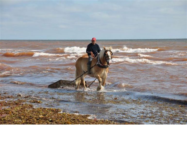 Draft horses, horses harvesting ocean, horse jobs, horses harvested sea plants, North Atlantic Organics