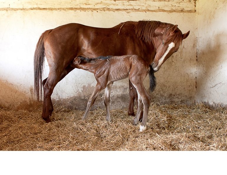 Why is colostrum important for foals, mare and foal colostrum, mare’s colostrum, Juliet getty, equine immunoglobulins horse, why do foals need colostrum, nutrition for foals, equine foal nutrition, feeding a new foal 