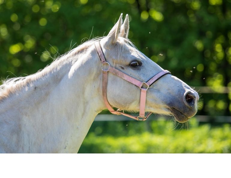 horse illness mosquito-borne, eastern equine encephalitis, western equine encephalitis