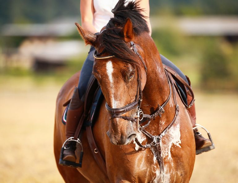 Microchips in horses, taking a horse's temperature, how to tell if horse overheating, signs of horse too hot, equine science update, mark andrews