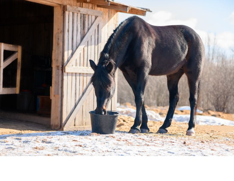 prevent colic horse, equine colic in winter, is horse getting enough water, national code of practice equines, equine guelph colic risk rater