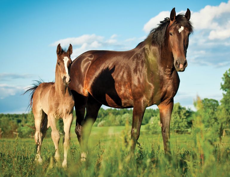 pmu industry canada, pmu horses for adoption, pmu mares for adoption, canada's equine ranches