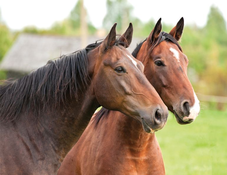 Horse Welfare Alliance of Canada, equine charity Canada, humane horses, proper horse care, shelagh niblock