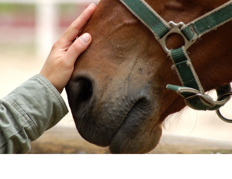 Therapeutic Riding Not Stressful For Horses, equine anxiety, horse anxiety, therapeutic riding good for horses, ptsd therapy horses