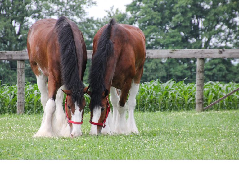 eco-friendly horse, rotating horse grazing, trail riding responsibly, manure composting horse, langley environmental partners society