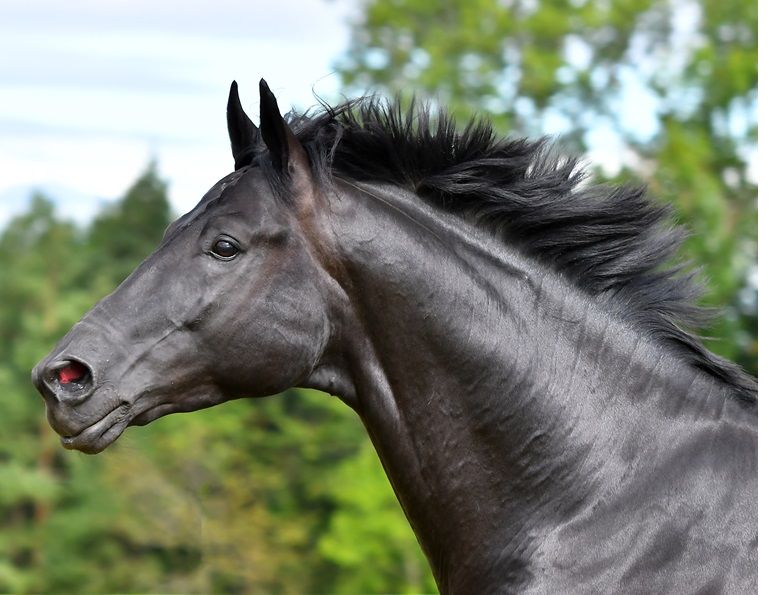 breathe herbs for horses, roa treatments horses, alternative therapies horses, equine respiratory ailments