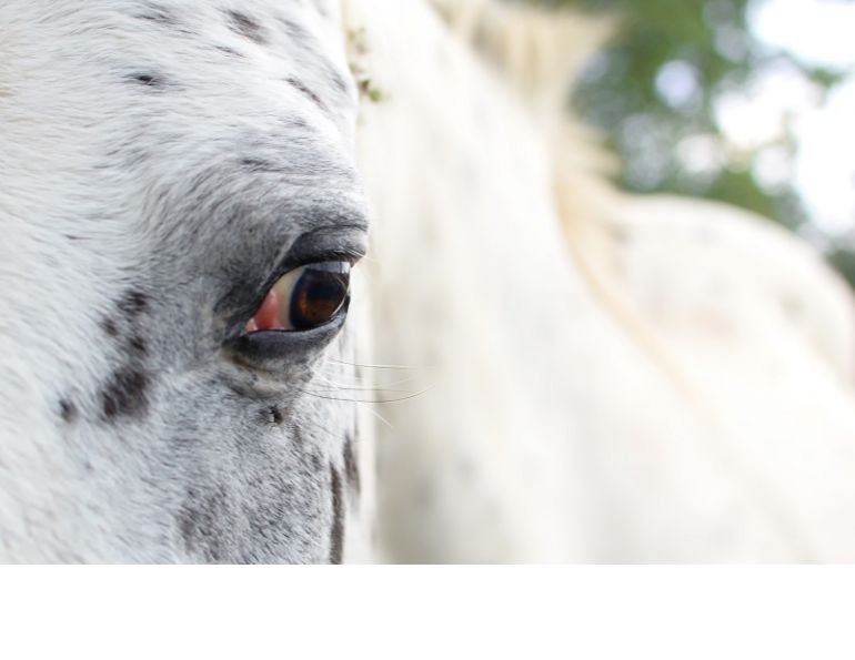 What is Equine Recurrent Uveitis (eru), UC Davis Center for Equine Health, moon blindness HORSES, IS MY HORSE BLIND? types of horses that go blind, insidious uveitis