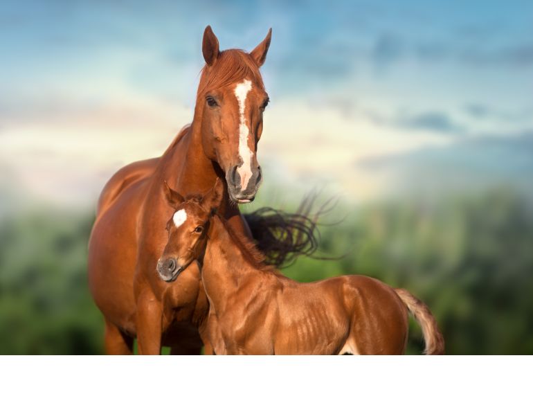 equine endometriosis, horse endometriosis, jcs veterinary reproductive services, juan samper