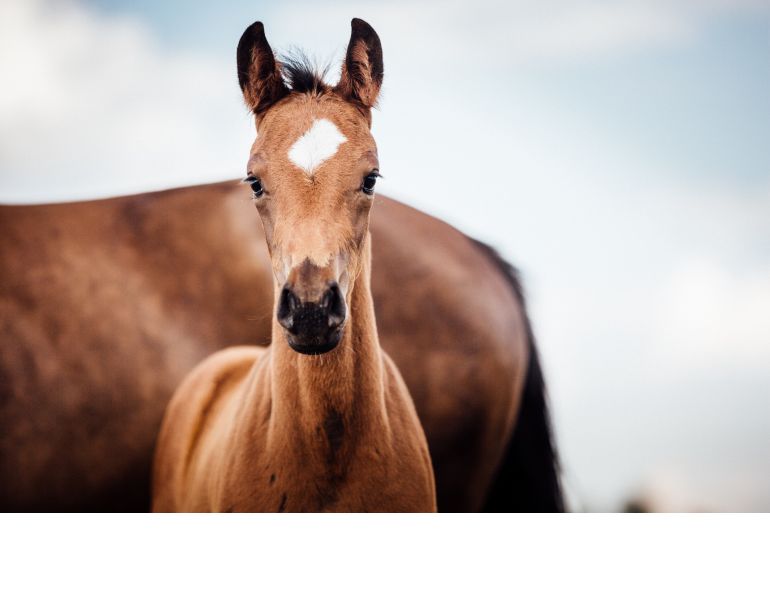 Purina Canada, how to wean a foal, weaning foal, nutrition for mare, nutrition for foal, is my foal ready to wean, evolution maternity, purina juvenile, purina optimal, foal nutrition