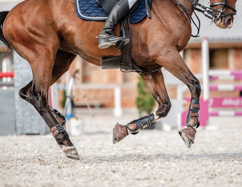 Hoof abscesses horses, equine White line disease (WLD), Laminitis horse, horse foot bruise, joint inflammation in horse, is my horse injured? equine ligamint injuries, common horse hoof problems, dr. william hodge