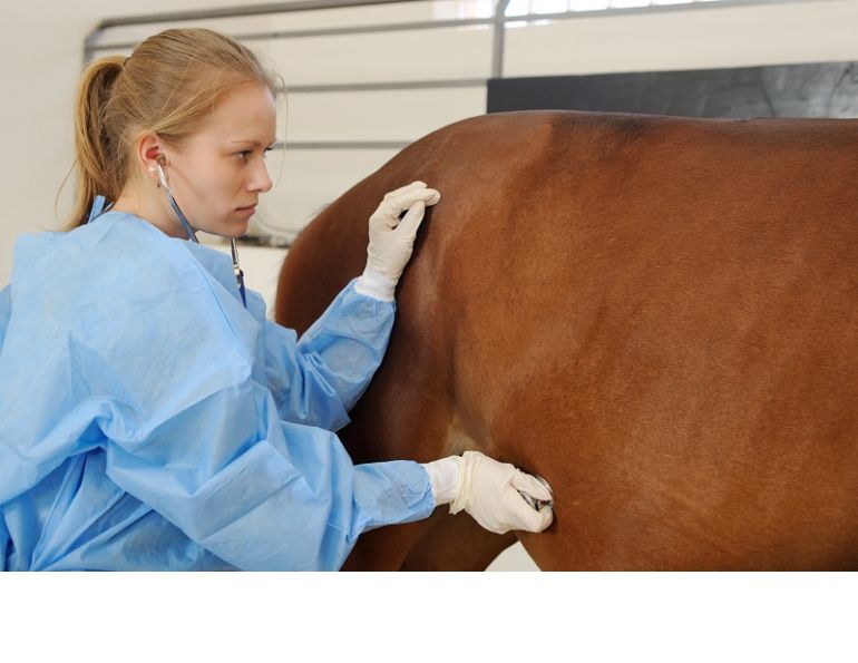 horse colic, equine colic, colic surgery, western college of veterinary medicine, wcvm