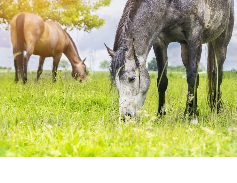 equine organic, natural equine, horse organic feed, should i feed my horse natural foods, shelagh niblock, horse evolution