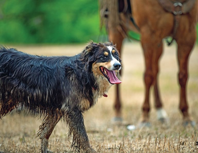 best types of barn dog, best type of barn cat, horses and cats, horses and dogs, taking care of barn animals