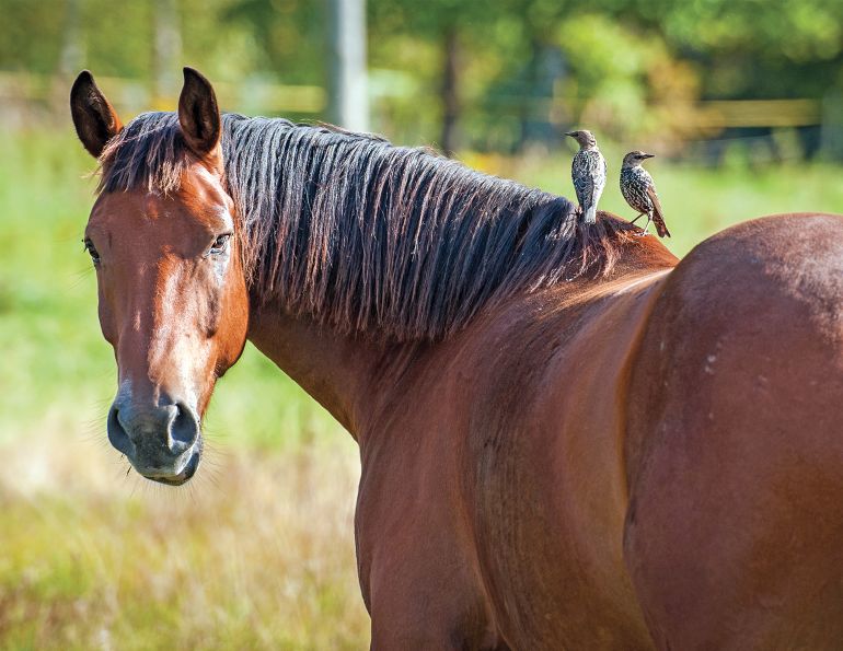 west nile virus in horses, equine wnv, elisa test horses, uc davis center for equine health