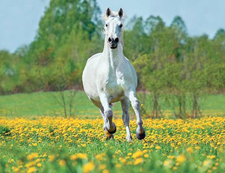 equine respiratory diseases, roa horses, inflammatory airway horse, horse nasal discharge, horse cough, horse nosebleeds