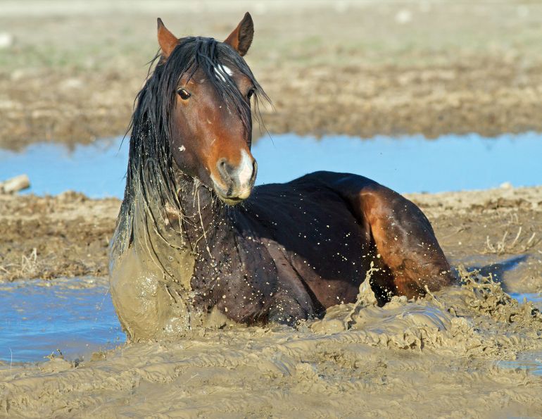 example pastern dermatitis horse, mud fever horse, horse skin problems