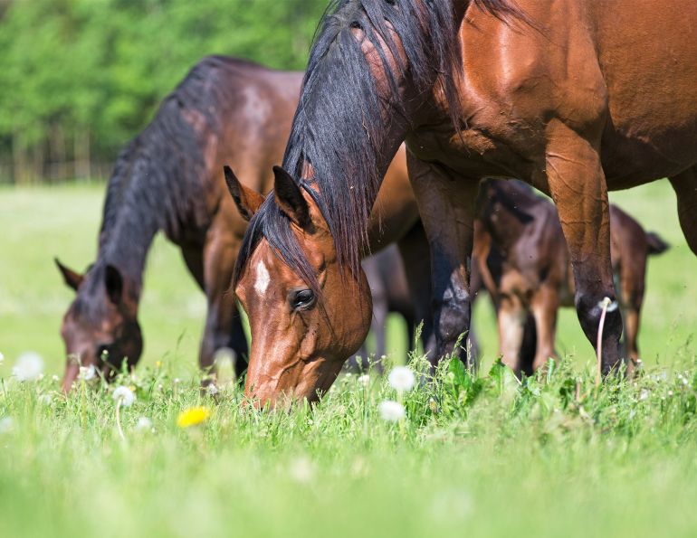 how to prevent colic in my horse, equine guelph horse portal, colic risk my horse, how to introduce spring pasture to my horse, don kapper