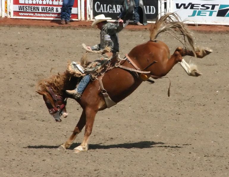 university of calgary study of bucking horses, how do horses and bulls feel about rodeos