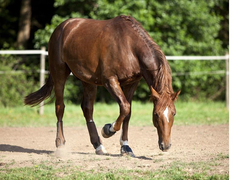 Preventing Colic horses, colic prevention equine, horse council bc, feeding and nutrition horses
