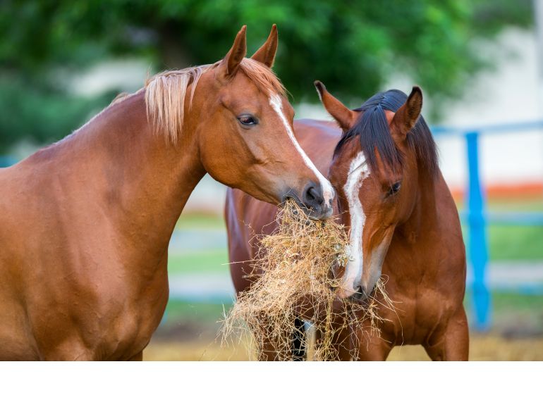 Valena horse outlet boots