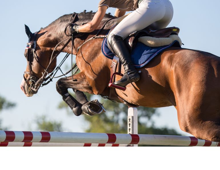 horse hyperflexion, rolkur, horse injury, horse training injury, navicular syndrome, caudal heel syndrome, equine hoof pain, horse joint, equine joint, equine sprain, horse sprain