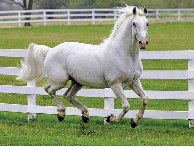 housing stallions, windy coulee canadian horses, coulee dawn, stallions and mares, happy stallion, aggressive stallion