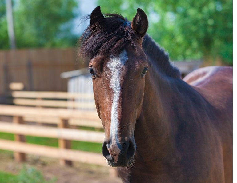 Liability Horse accidents, Karen L. Weslowski, equine litigation, horse owner liability, BC Livestock Act, British Columbia equine litigation, personal liability insurance coverage horse owner