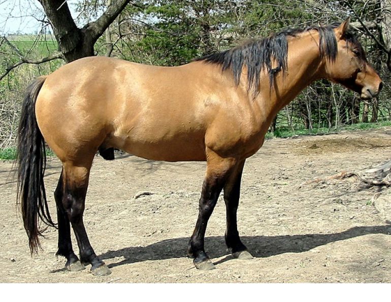 equine navicular, horse navicular, navicular syndrome horse, horse hooves, navicular disease horses, horse lameness