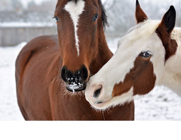 caring for horse winter, outdoor horse, winter equine management, horse nutrition winter, equine guelph management of equine environment course, equine colic, horse shelter winter, heated water horse, winter footing horse