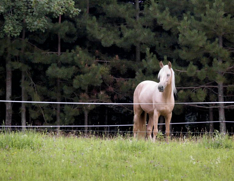 equine strip grazing, horsekeeping hacks, overcome horse overgrazing, eliminate equine overgrazing,  equine overgrazing, ways to stop horse overgrazing