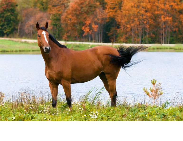 equine laminitis, horse laminitis, nsc, acth, horse pituitary gland, horse metabolic syndrome, equine metabolic syndrome, horse hay analysis, juliet getty