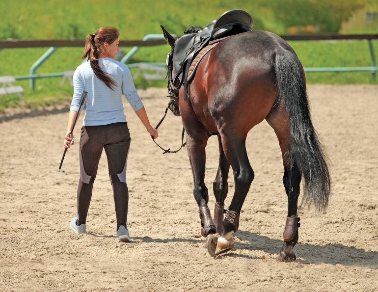 Equine Neurological Dysfunction, Equine Neurological diagnosis, equine Neurological treatment, equine lameness, equine spinal nerves, equine acupuncture