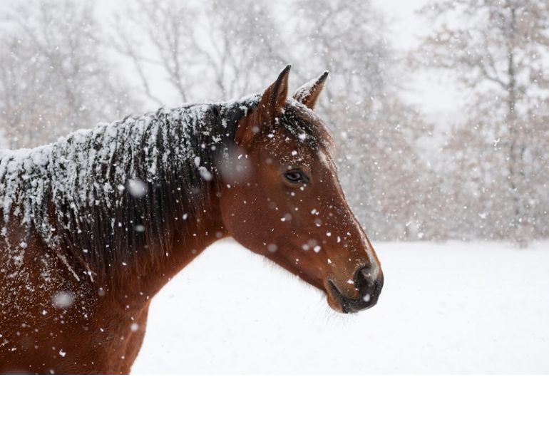 horse nutrition winter, prepare horse winter, alfalfa winter, equine calories winter, dr juliet getty equine nutrition