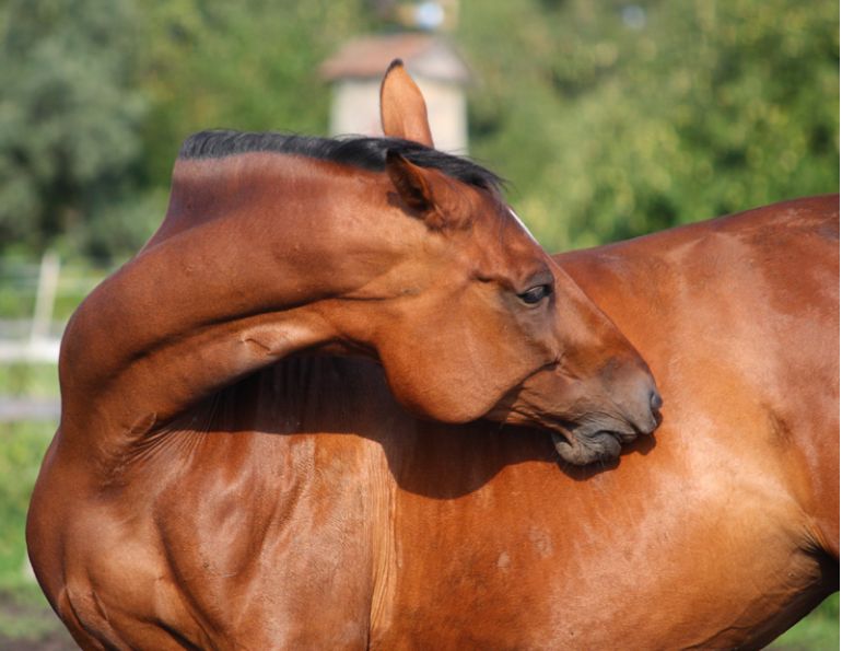 horse self-mutilation syndrome,  Lynne Gunville, Dr. Claire Card, horse skin, unusual horse noises, flank biting, equine self-mutilation syndrome, horse care