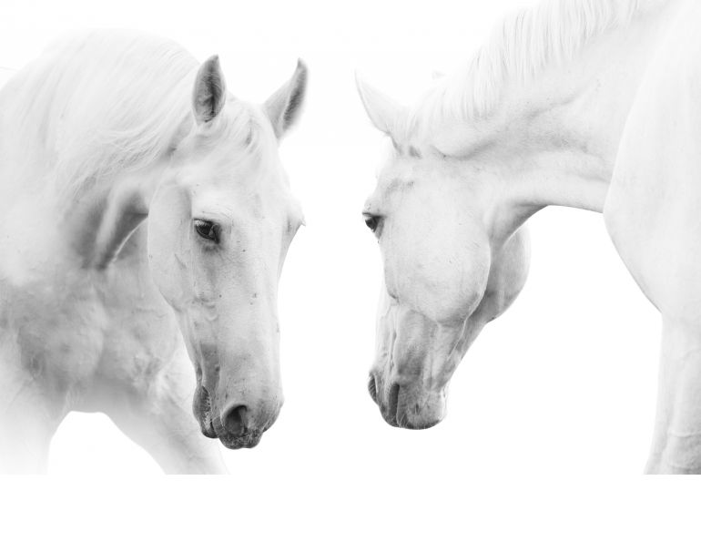 Equine Sports Therapy, Alexa Linton, equine cranial bones, equine skull