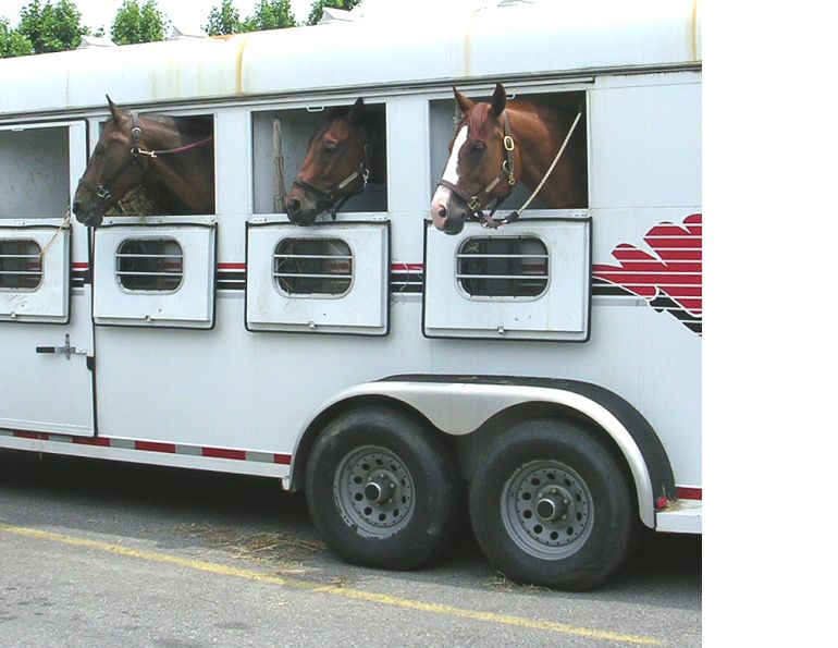 horse trailer accident liability