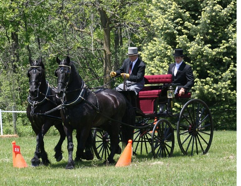 stonecreek friesians, 2-horse friesian carriage