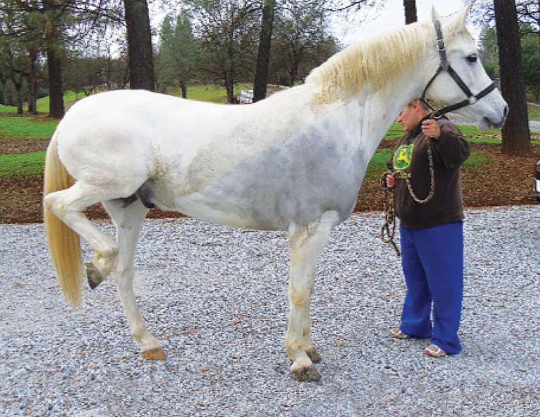 Hypochaeris radicata, stringhalt equine reflex hypertonia, diseases horses, horse walking strange, equine hindlimbs stringhalt, uc davis center for equine health
