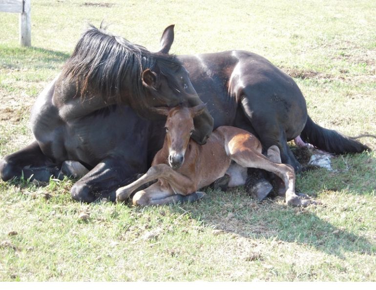 kentucky equine, equine research, foal oxygen, foal oxygen deprivation, horse oxygen, foal health, horse breeding health, neurologic conditions horses