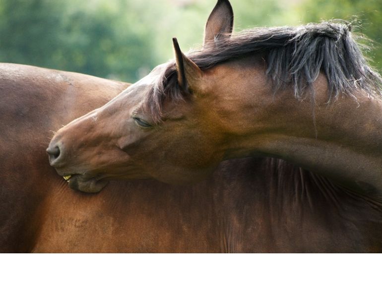 Bellyaches, Blockages, & Bloating in Horses: Colic Causes & Recovery