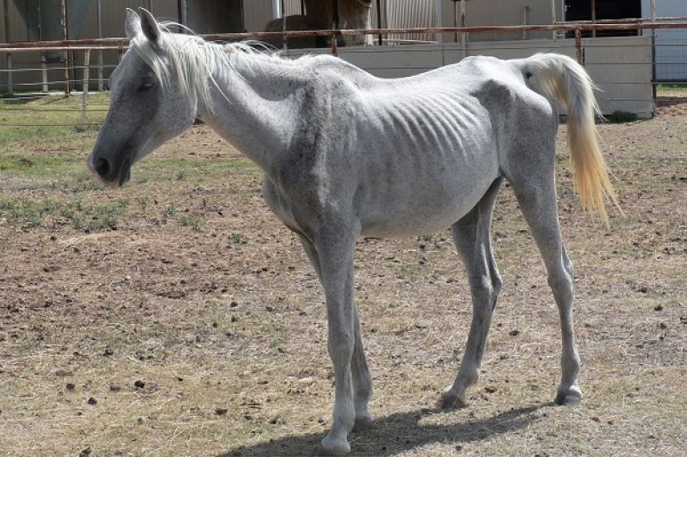 rescue horse, starving horse, malnourished horse, neglected horse, dr getty, juliet getty