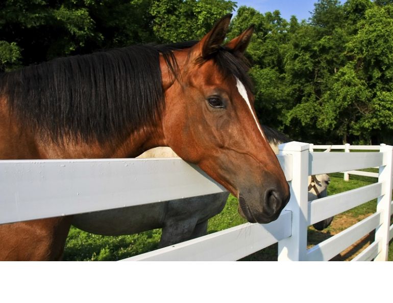 building a horse fence, equine fence, fencing equestrian property, fencing acreage, how to build a fence for horses