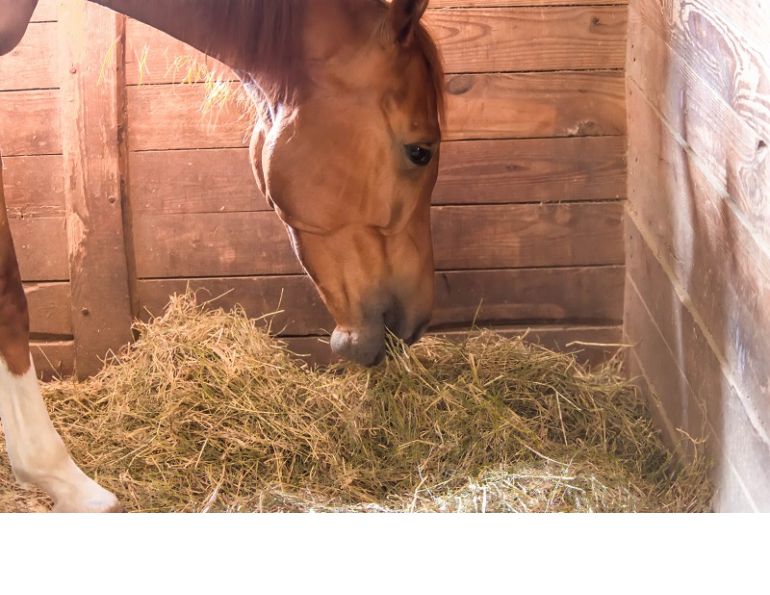 horse hay, timothy horse hay, hay testing, wrayton transport, lynda m vanden elzen, is dark green horse hay best, first cut horse hay, orchard grass horse, sugar in horse hay