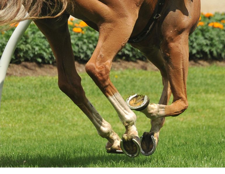 equine Hoof Care horse Dr. Wendy Pearson, feeding healthy hooves, biotin equine hooves