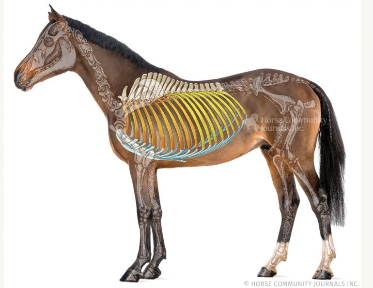hot to open a horse's thoracic cage, the equine sternum, alexa linton, sports therapy horses, 