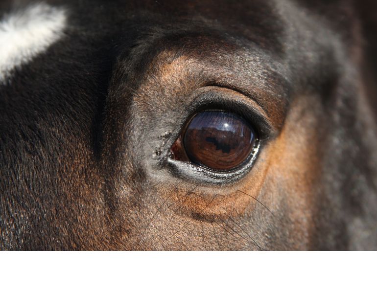how does a horse show stress, university of guelph equine research, katrina merkies equine guelph