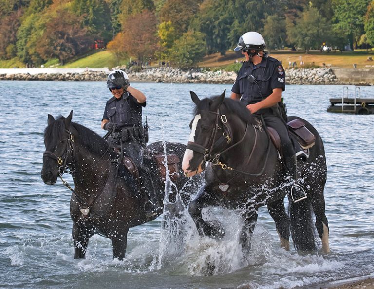 vancouver police mounted unit, stanley park police horses